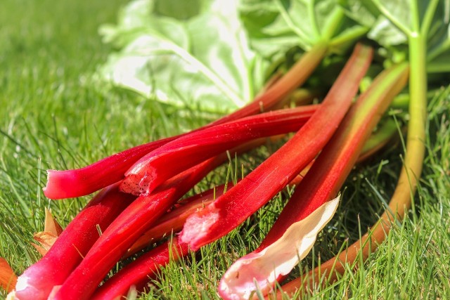 Jedzenie rabarbaru może przynieść wiele korzyści zdrowotnych, ale ważny jest umiar, zwłaszcza z powodu zawartości w tym warzywie kwasu szczawiowego. Kto powinien zatem unikać rabarbaru bądź spożywać go w małych ilościach? O tym na kolejnych slajdach >>>