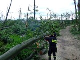 Park w Błotnicy Strzeleckiej ożyje po tornadzie