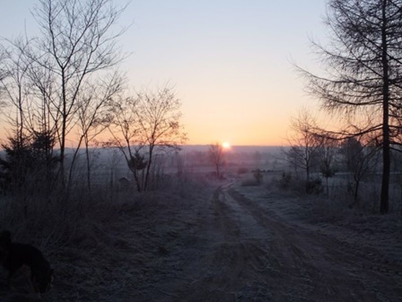 Wykopki topinamburu nad Nietupą i Świsłoczą