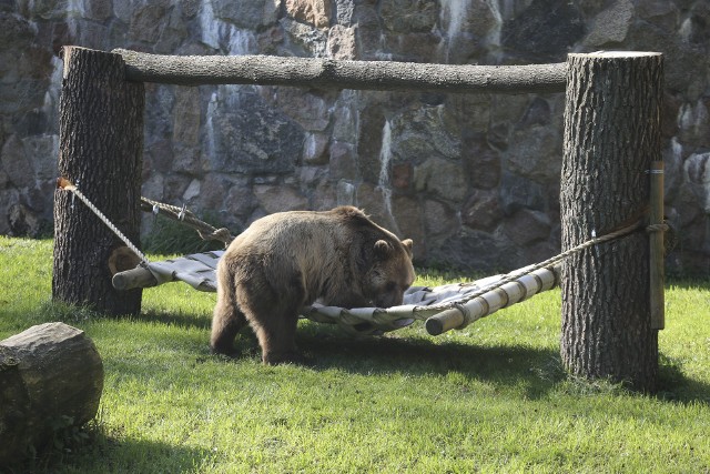 Jola zbytnio się nim nie interesuje, a Grzesiek i owszem. Hamak został zamontowany przez pracowników zoo. Powstał też dzięki strażakom.