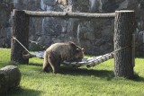 Akcent ZOO. Niedźwiedzie w naszym zoo mogą poleżeć na... hamaku (zdjęcia)