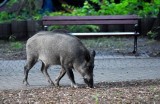 Dziki grasują w mieście, będą odłowione za 28 tysięcy złotych