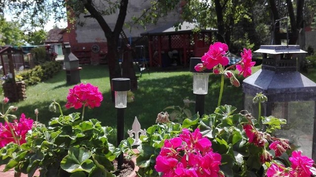 Poprosiliśmy naszych czytelników o pochwalanie się swoimi ogrodami. Zobaczcie zdjęcia. Wideo: Sadzenie i prowadzenie róż pnących. Niech żyje ogród!?Agencja TVN