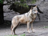 Bielsk Podlaski. Wilki narażają na straty lokalnych gospodarzy