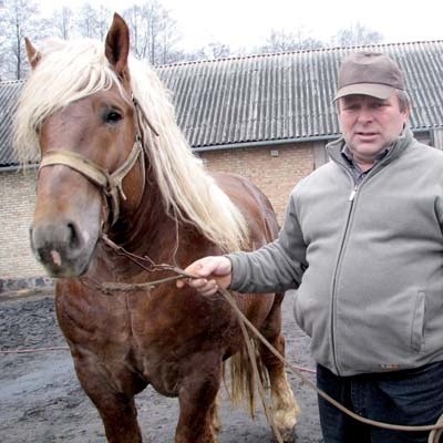 Pięcioletni ogier Ulster, którego Zbigniew Słowikowski prezentuje na zdjęciu, został kupiony na aukcji w Mońkach