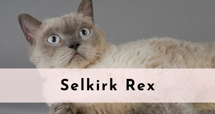 Selkirk Rex...