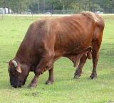 Ukradł z pastwiska 300-kilogramowego byka, następnie zabił i wypatroszył zwierzę na łące