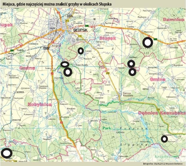 Warto pojechać za Dębnicę Kaszubską. Tam wzdłuż pasa startowego można natknąć się na niemki, a wśród sosen na kozaki i podgrzybki.