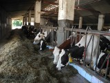 Nie ma poprawy na rynku mleka, rolnicy zaczęli redukować stada