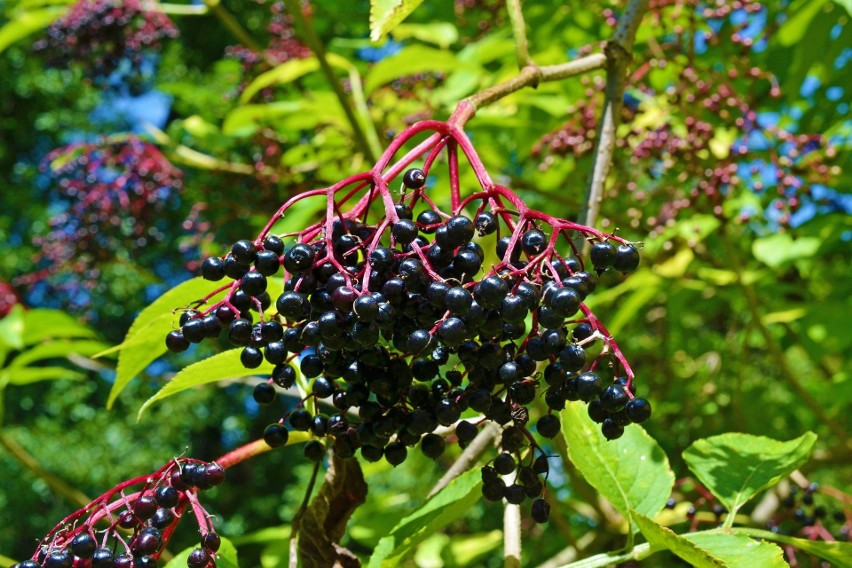 Bez czarny (Sambucus nigra) często rośnie dziko, można go...