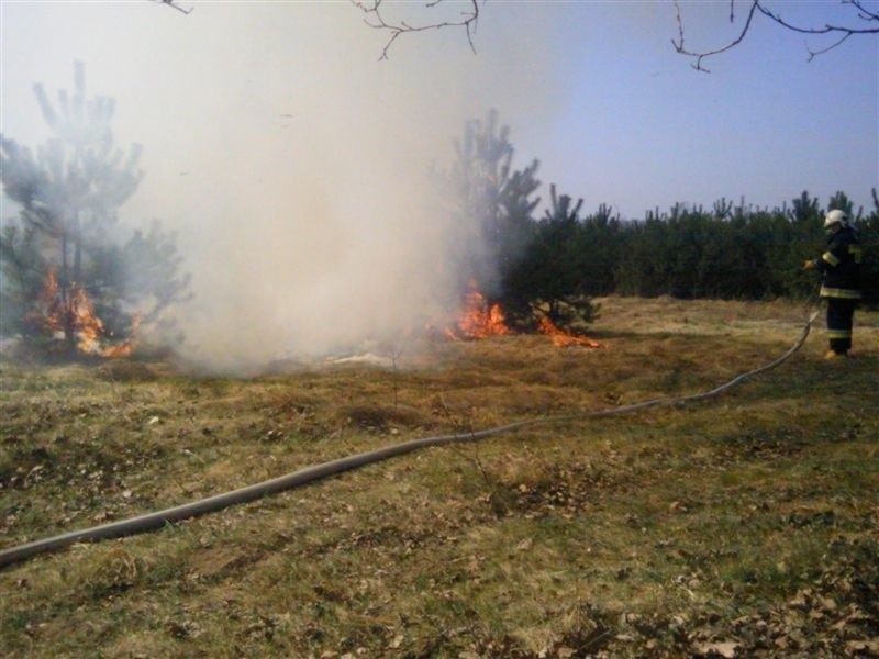 Strazacy gasili plonące trawy i las w Grabowie