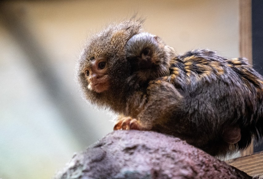 W chorzowskim zoo urodziła się najmniejsza małpa świata!...