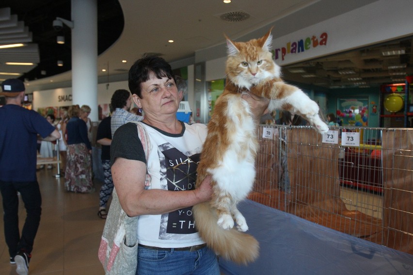 Wystawa kotów w Europie Centralnej w Gliwicach
