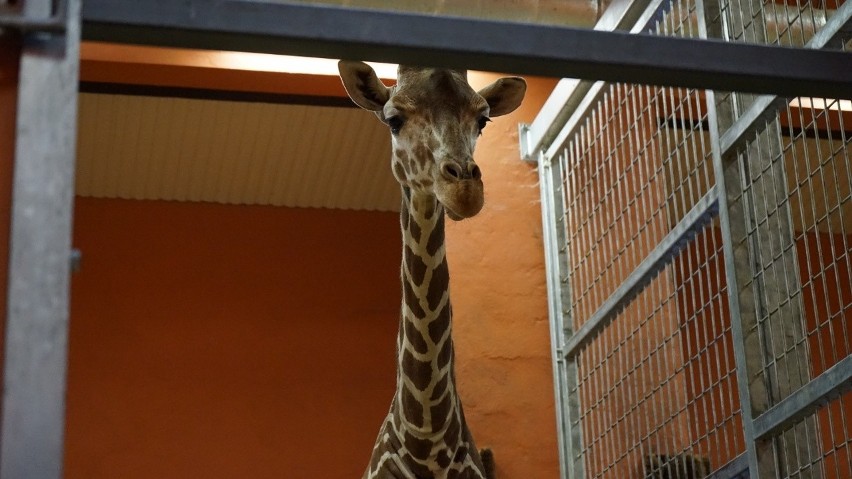 Odwiedziliśmy żyrafy w Śląskim Ogrodzie Zoologicznym [ZDJĘCIA]