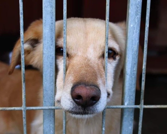 Ten i wiele innych psów czeka na adopcję w schronisku w Nowym Sączu. Wejdź na STRONĘ lub zadzwoń 575 032 655