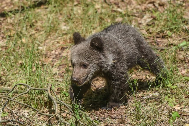 Cisna trafiła do poznańskiego zoo w maju tego roku