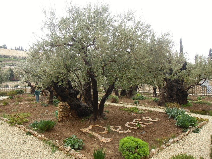 Ogród oliwny. Drzewka mają ok. 600 lat i są potomkami tych,...