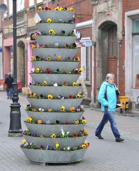 Różnokolorowe bratki w wysokich gazonach ozdobiły już centrum miasta