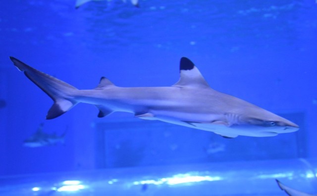 Rekiny w aquaparku w Redzie będą jego największą atrakcją