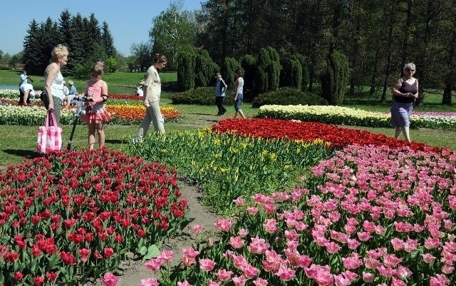 Po kolekcji rozkwitających wiosną tulipanów skansen będzie...
