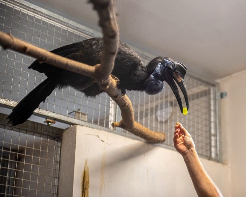 Kolejni nowi mieszkańcy łódzkiego Zoo: kanguroszczury, chińskie przepiórki i wiewiórki. ZDJĘCIA