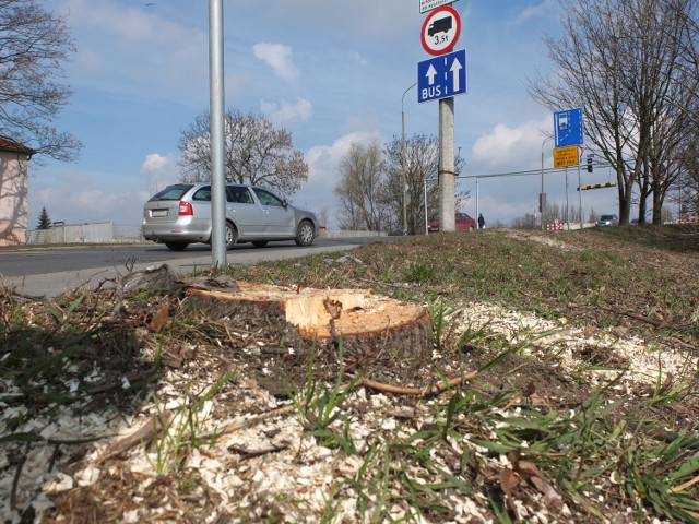 Pierwsze drzewa wycięto dziś od strony Zaodrza.