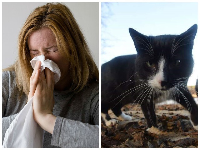 Ze zwierząt domowych, najczęstszą przyczyną alergii jest kot