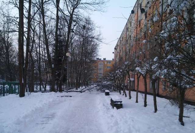 Drzewo, które upadło po sobotnio-niedzielnej śnieżycy, ma być szybko usunięte z chodnika przy ul. Zygmunta Augusta.