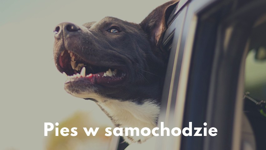 Wiele psów źle znosi długie wycieczki samochodem. Na chorobę...