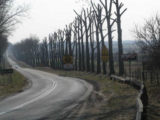 Tym drzewom, według naszej Czytelniczki, za bardzo obcięto konary. W zielonogórskim oddziale dyrekcji dróg krajowych usłyszeliśmy, że zrobiono to fachowo i gałęzie odrosną