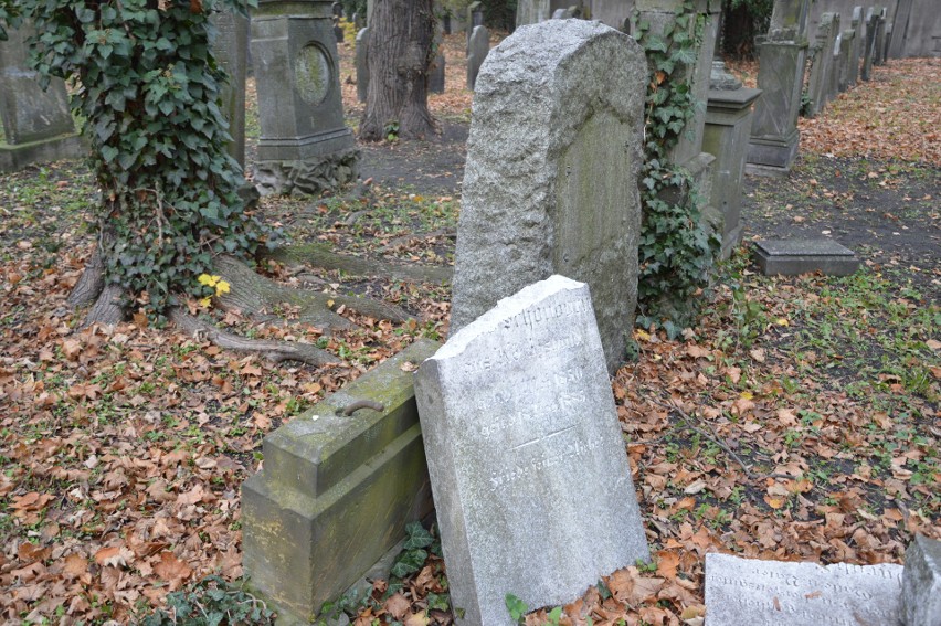 Poprzewracane macewy na cmentarzu żydowskim w Opolu.