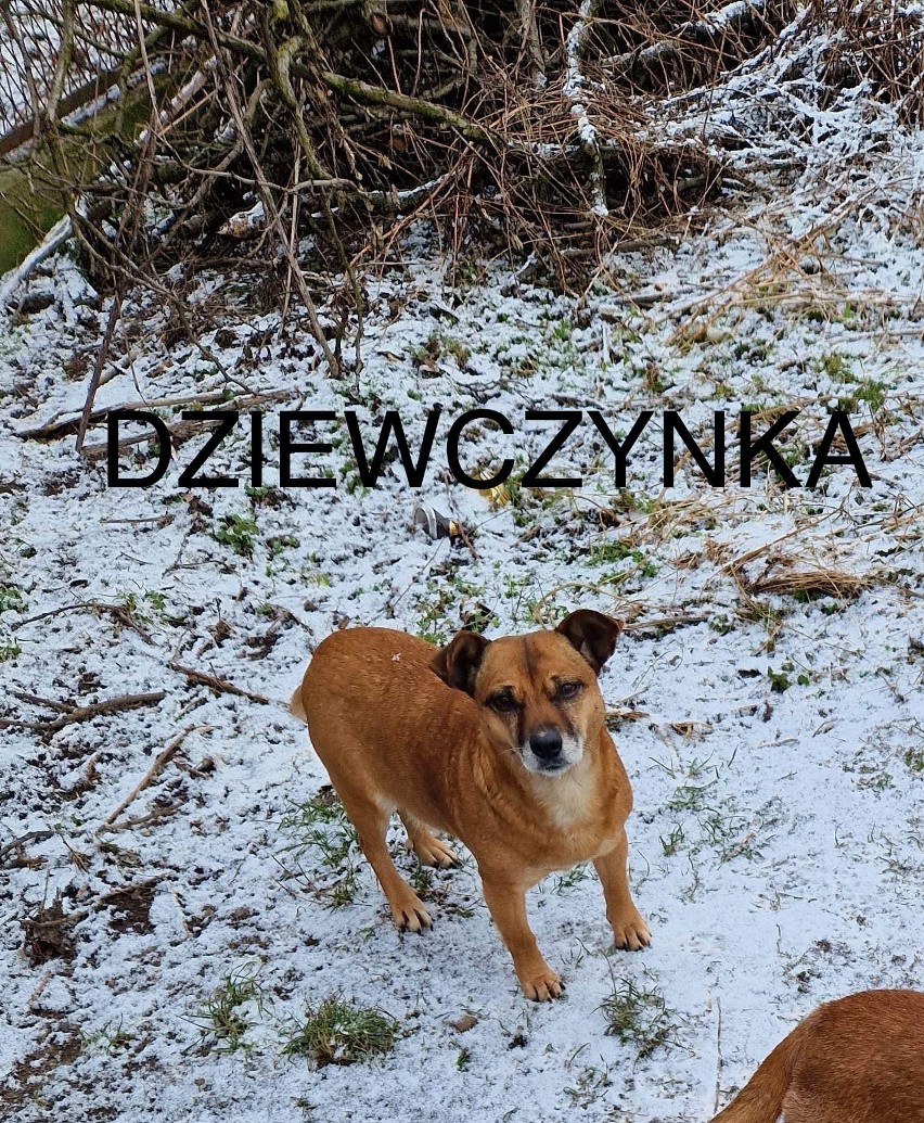 Kraków. Psy same w domu po śmierci właściciela. Tej ekipie potrzebne nowe lokum