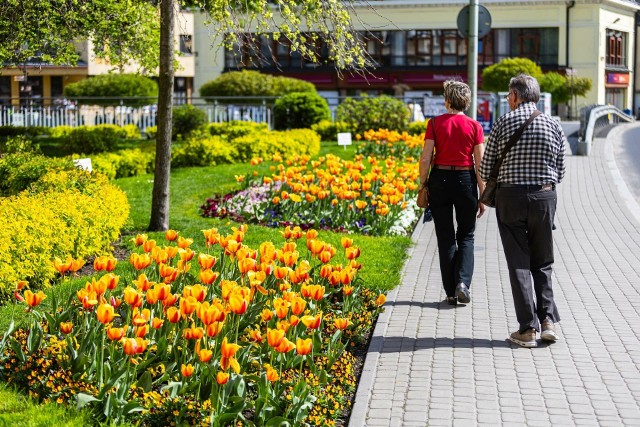Bielsko-Biała rozkwitło jednymi z najpiękniejszych wiosennych symboli – tulipanami. Zobacz kolejne zdjęcia. Przesuwaj zdjęcia w prawo - naciśnij strzałkę lub przycisk NASTĘPNE