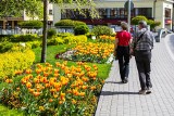 Bielsko-Biała rozkwitło na wiosnę niczym Keukenhof. Tysiące tulipanów w stolicy Podbeskidzia. Zobaczcie ZDJĘCIA