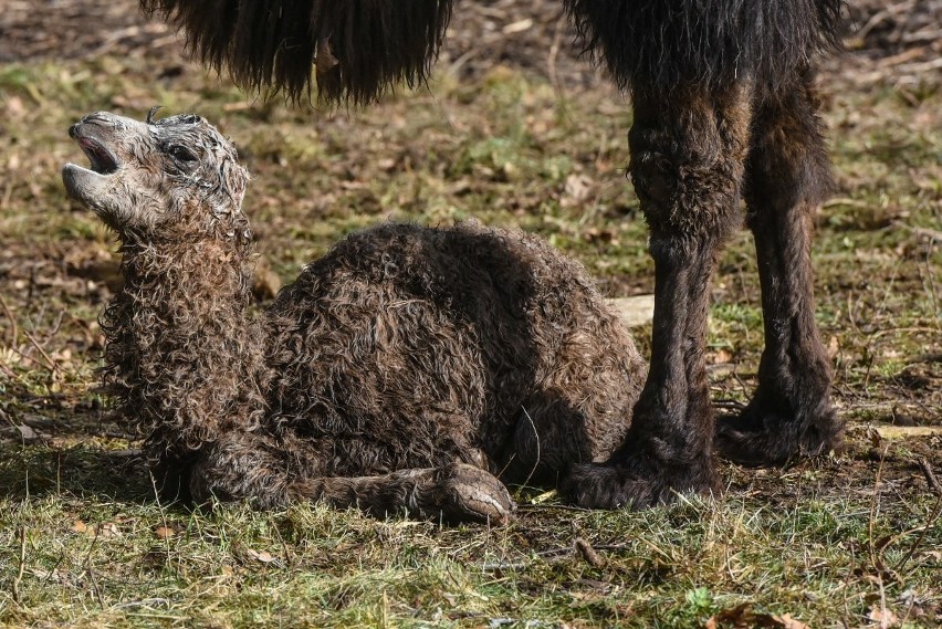 W zoo w Poznaniu urodził się mały wielbłąd. Poznajcie Tamira [ZDJĘCIA, WIDEO]
