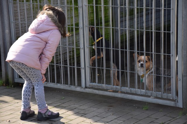 Schronisko w Częstochowie zaprasza na dzień otwarty