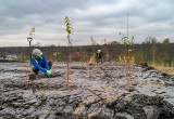 Trwa zazielenianie hałd. W Libiążu jak na poligonie doświadczalnym, naukowcy sadzą pierwsze rośliny. Będą ich setki