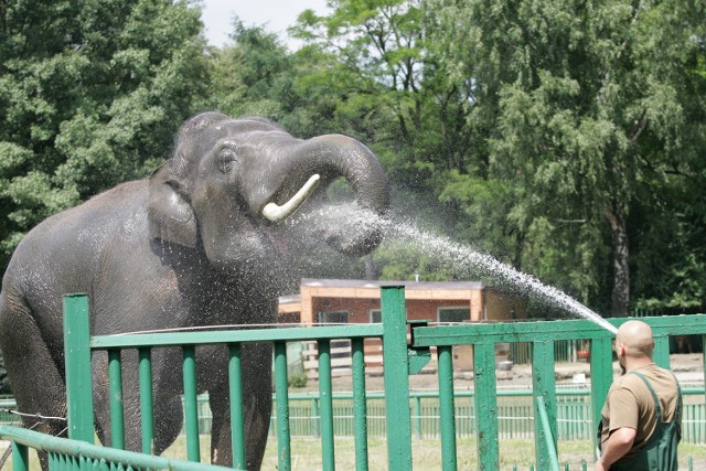 Słonia Thisiama rozpierała energia i musiał opuścić chorzowski ogród zoologiczny