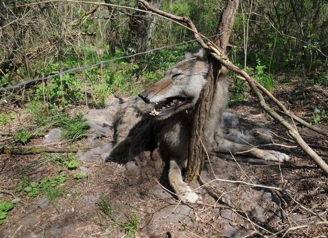 Na terenie Mieszkowic znaleziono we wnykach martwego wilka.