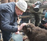 Historia żubrzyka odrzuconego przez matkę i stado  bez happy endu