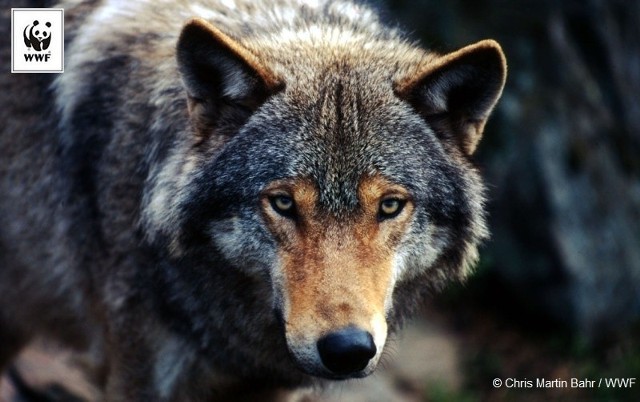 "Godzina dla wilka. Dołącz do watahy i zawyj dla wilka" - pod takim hasłem w ramach 9. edycji Godziny dla Ziemi odbędzie się cykl 9 wydarzeń w największych miastach Polski, w tym także we Wrocławiu.