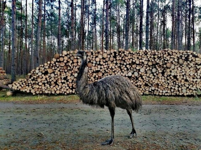 „Były "białe jelenie" w Nadleśnictwie Kościerzyna, była zebra w Nadleśnictwie Elbląg... My jednak nie czujemy się pokrzywdzeni. Naszego leśniczego Tomka w leśnictwie także odwiedzili niezwykli goście...” – czytamy na Facebooku Nadleśnictwa Torzym. Jak się okazało, Tomasz Olechnowicz napotkał w lesie spacerujące emu. Zobacz zdjęcia! Przejdź do galerii>>>Zobacz też: Nasz czytelnik spotkał białego daniela w lesie pod Wolsztynem. 06.11.2020