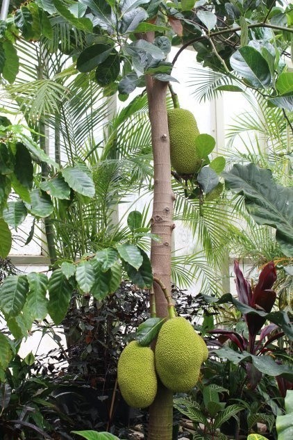 Duriany są duże, ciężkie i rosną na wysokich drzewach....