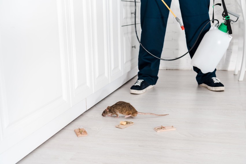 Masz problem ze szczurami? Skorzystaj z usług firmy DDD