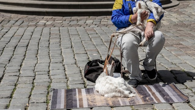 W ostatni weekend na płycie Starego Rynku po raz kolejny można było spotkać mężczyznę, który przy Ratuszu od kilku lat pojawia się w towarzystwie dwóch kóz.