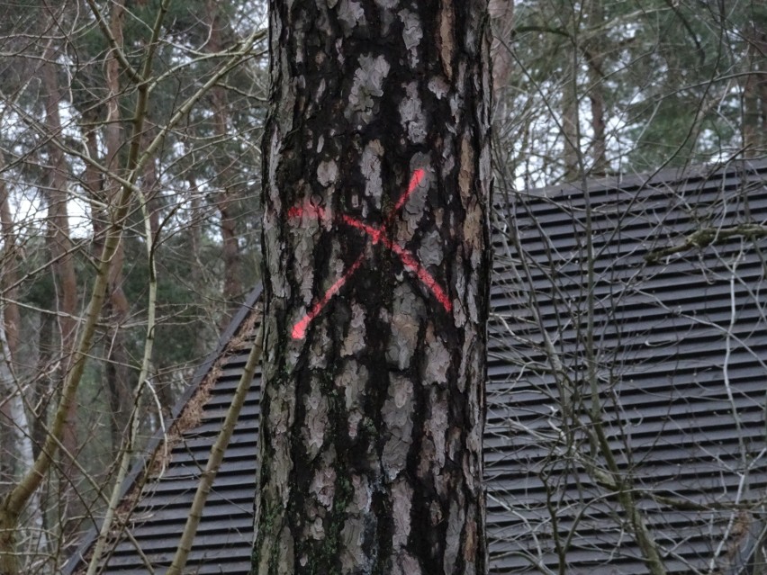 Krzyż – do usunięcia, prawdopodobnie drzewo niebezpieczne