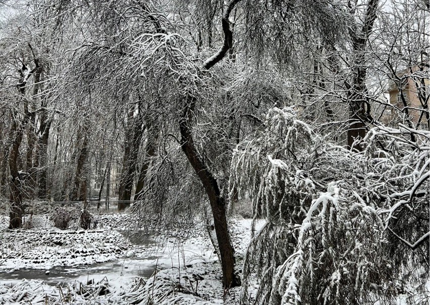 Ogród Saski zimą - lubelska Narnia zasypana śniegiem! [ZOBACZ ZDJĘCIA]
