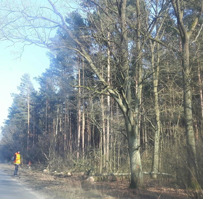 Cięcie drzew pod ścieżkę rowerową Zielona Góra - Ochla