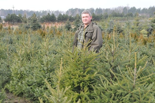 Paweł Jakóbczyk na swej plantacji choinek.