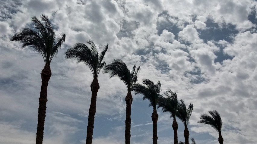 Palmy w Hurghadzie